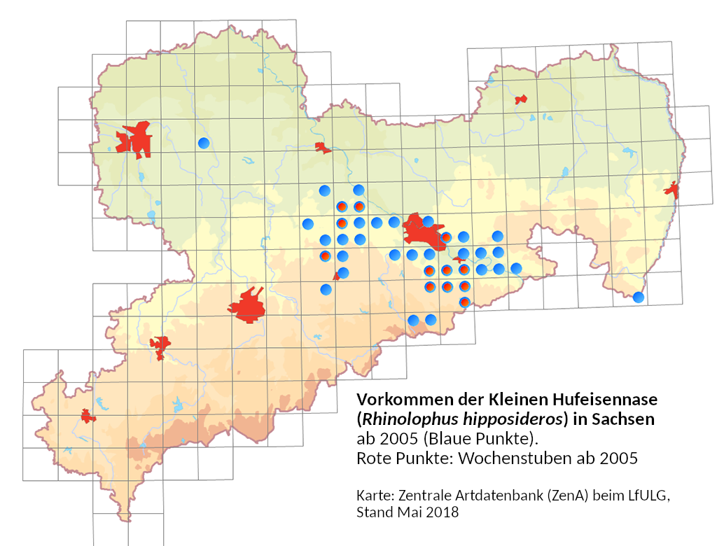 Vorkommen der Kleinen Hufeisennase (Rhinolophus hipposideros) in Sachsen ab 2005 (Blaue Punkte). Rote Punkte: Wochenstuben ab 2005 | Karte: Zentrale Artdatenbank (ZenA) beim LfULG, Stand Mai 2018